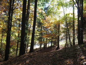 Las na zielonym szlaku na Sokolicę
