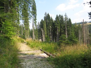 Na szlaku Przełęcz Borek - Hala Turbacz