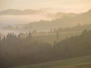 Pieniński las otulony porannymi mgłami